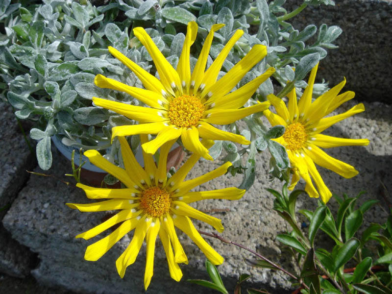 Gazania rigens var leucolaena